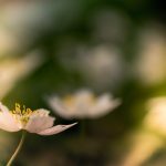 Μάιος: Η μετάβαση προς το φως (και τι συμβαίνει μέσα μας)